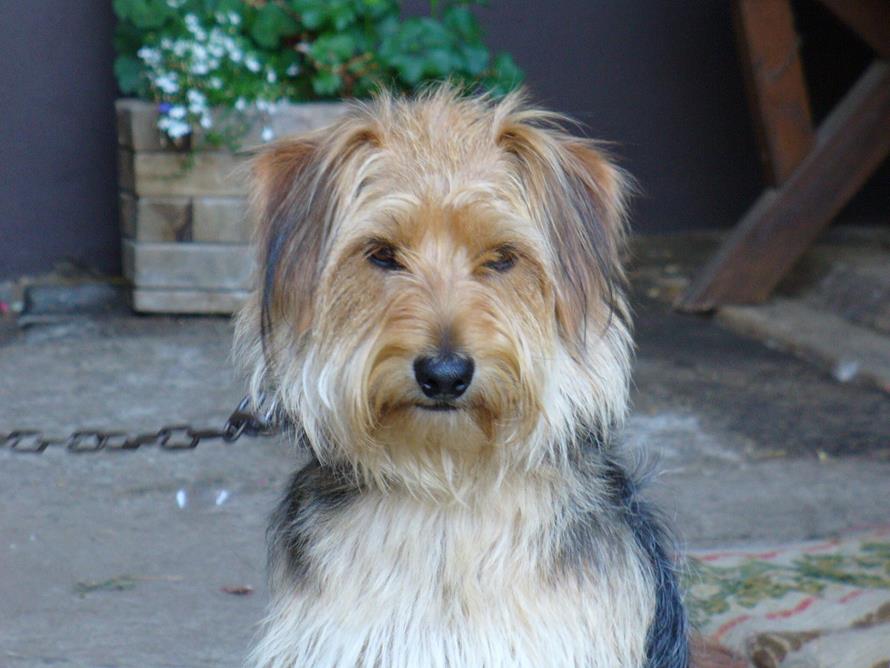 Urlaub mit Hund auf dem Ferienhof Seibert. Hier dürfen Hunde, ob große oder kleine, gerne ihre Besitzer in den Hunde-Urlaub begleiten.