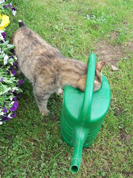 Viele Katzen auf unserem Ferienhof warten schon darauf gestreichelt zu werden.