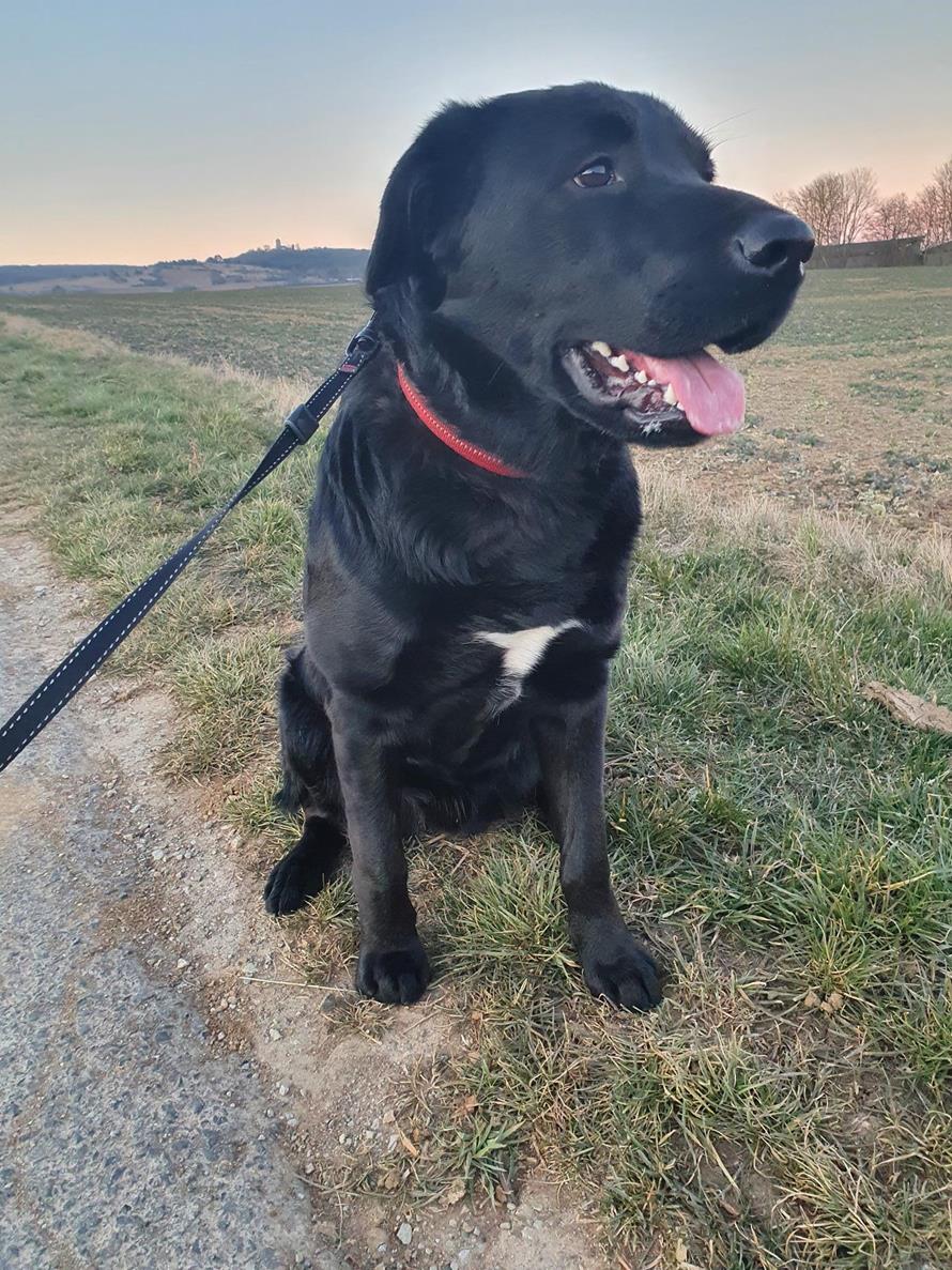 Pancho unser neuer Hofhund. Urlaub auf dem Ferienhof Seibert in der Bayerischen Rhön