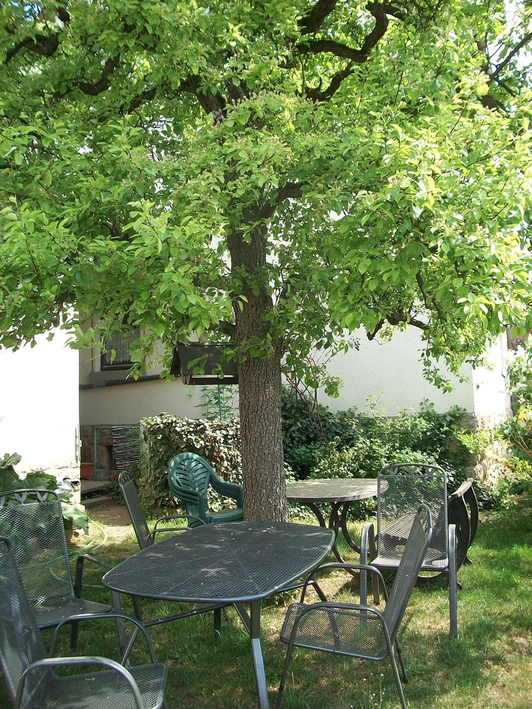 Freisitz unter unserem Birnenbaum. Bauernhofferien auf dem Ferienhof Seibert.